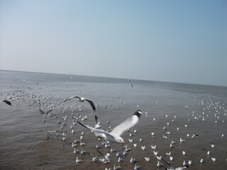 สถานตากอากาศบางปู (Bangpoo , Samut Prakan)