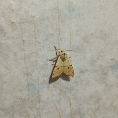 Xanthia icteritia close-up. Yellow butterfly flying in August, September. Eurasian butterfly species. Butterfly flew into the apartment. Background, space for text.