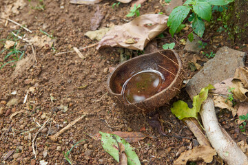 rain water collected in thrown coconut shell in outdoor, stagnant water in unattended garbage, can...