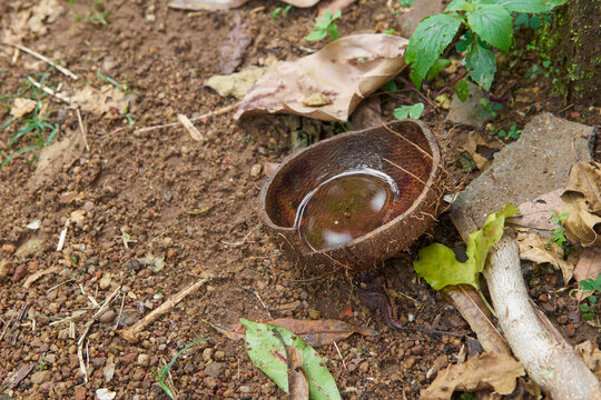 rain water collected in thrown coconut shell in outdoor, stagnant water in unattended garbage, can become breeding ground for mosquitoes, maintenance and care concept in selective focus