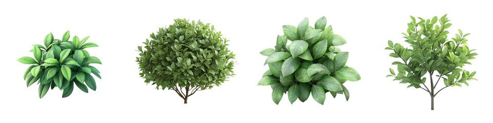Fototapeta premium 3D of a leafy shrub in a minimalist style, with a transparent background.