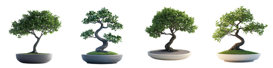 3D of a potted bonsai tree in a minimalist style, with a transparent background.