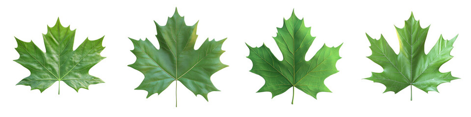 Fototapeta premium 3D of vibrant green maple leaf with transparent background in minimalist style.