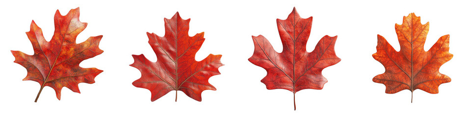 Naklejka premium 3D of elegant red oak leaf with transparent background in minimalist style.