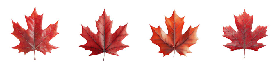 3D of vibrant red maple leaf with transparent background in minimalist style.