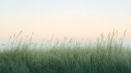 Tall grass blowing in the wind with a pastel sky in the background.