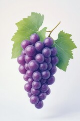 Fototapeta premium Purple Grapes with Green Leaves