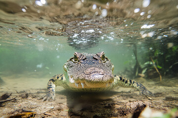 Fototapeta premium Crocodile lurking just below the water's surface in a river