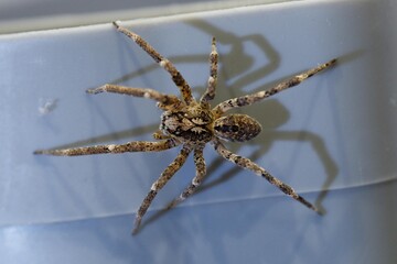 Araignée