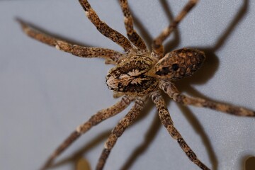 Araignée
