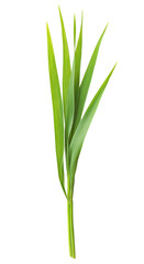 Narrow green leaf with sharp edges on a transparent background.