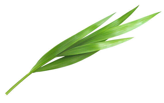 Long green leaf with sharp edges on a transparent background.