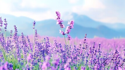 Obraz premium Wind turbines towering over a vast lavender field, their sleek white blades spinning gently against the deep purple blooms, under a soft watercolor sky