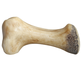Bone isolated on transparent background with copy space for text.