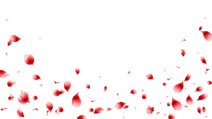 Rose petals flying lovely banner floral red color on transparent background