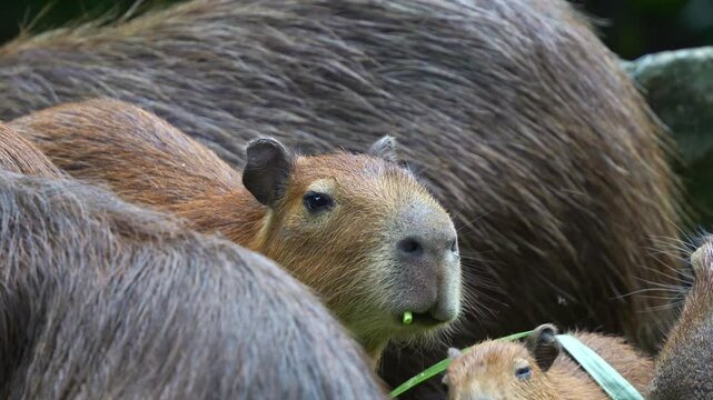 A cute capybara (hydrochoerus hydrochaeris) feeding on green vegetable stalk, close up shot.
