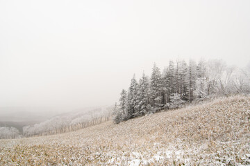 Winter scene with a grove of trees at Mt Mashū, Hokkaido, Japan
