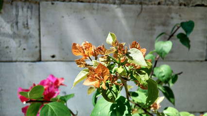 budding bougainvillea with orange buds and stunning green leaves