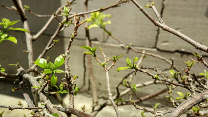 Spring tree branch with green buds