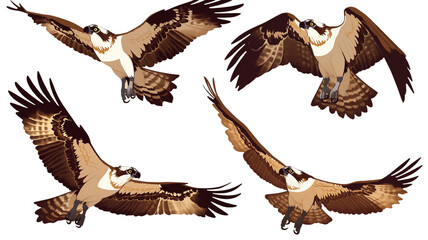 【透過PNG】ミサゴミのアイコン素材集,鳥,野鳥,猛禽類,大きな鳥,