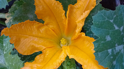 Large yellow-orange flower of pumpkin, courgette and green leaves