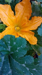 Large yellow-orange flower of pumpkin, courgette and green leaves
