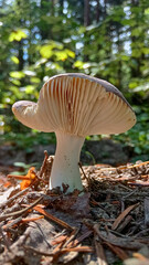 Close up photo of russula fungus growing on litter in the forest