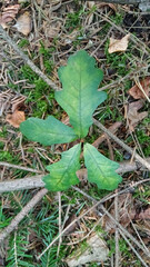 a young oak tree with four leaves grows on mulch in the forest