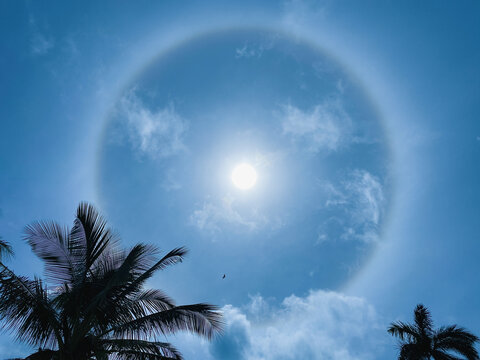 Sunbow aka rainbow halo above coconut palm trees with a Hawaiian hawk flying through the center