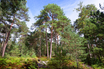 Fototapeta premium Denecourt hiking path 7 in Fontainebleau forest