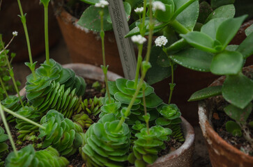 potted succulents, ornamental plants of the botanical garden