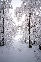 A snowy forest with trees covered in snow