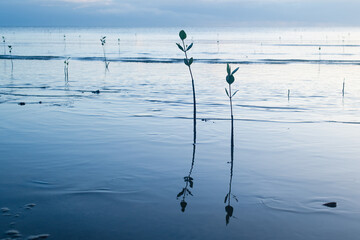 Mangrove seedlings reflected in early morning light