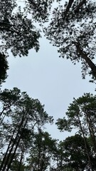 trees and sky