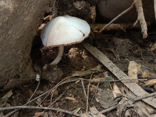Agaricus campestris body pattern or eaten gilled mushroom or button mushroom pattern or field mushroom 