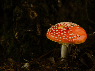 fly agaric mushroom close-up in a dark forest