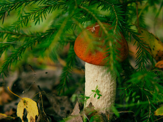 Young edible mushrooms in autumn forest close-up