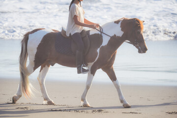 Dreamy picture of animal on beach