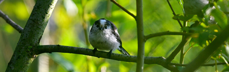 Schwanzmeise // Long-tailed tit (Aegithalos caudatus)
