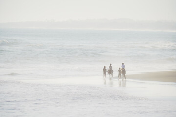 Dreamy picture of animal on beach