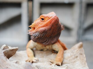 Cute Orange Bearded Dragon Posing on a Decorative Wood With Grey Bricks as the Background