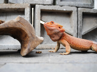 Orange Bearded Dragon Pet and a Little Cricket on an Unpolished Floor with Grey Bricks as Background 