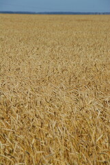 A field of ripe yellow wheat. Harvesting