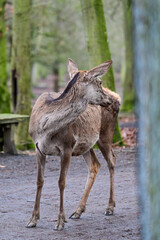 Animal portrait of a deer with brown fur in winter in the forest of the animal park Knüll in Knüllwald, Germany