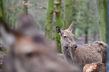 Animal portrait of a deer with brown fur in winter in the forest of the animal park Knüll in Knüllwald, Germany