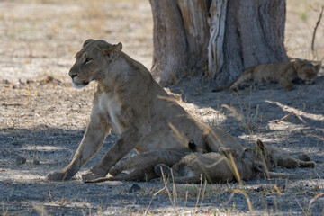 lions in bwa