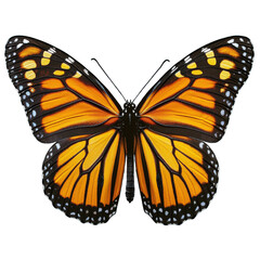 Fototapeta premium Monarch butterfly displaying vibrant orange and black wings in natural habitat during daylight