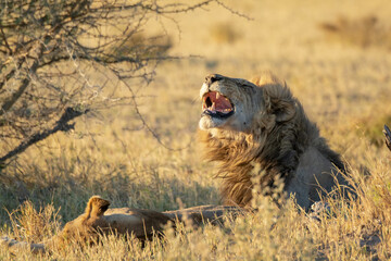 lions in bwa