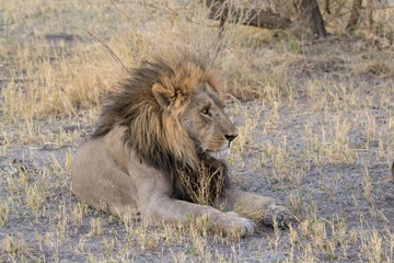 lions in bwa