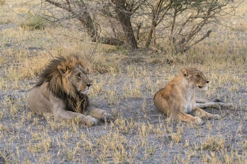 lions in bwa